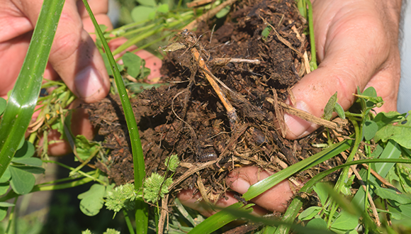 ¿Qué es la agricultura regenerativa y cómo puede mejorar tu finca?