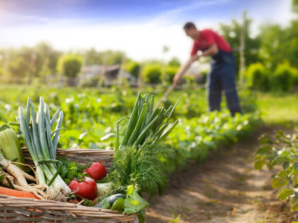 La agricultura sostenible: Beneficios para la salud y el medio ambiente