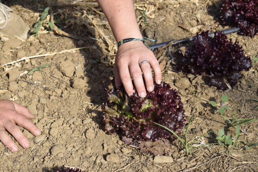 Trazabilidad alimentaria en productos orgánicos: confianza y transparencia