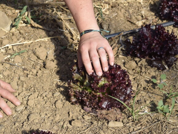 Trazabilidad alimentaria en productos orgánicos: confianza y transparencia