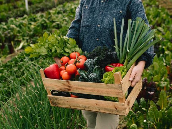 Cómo empezar un huerto orgánico en casa: guía paso a paso para principiantes