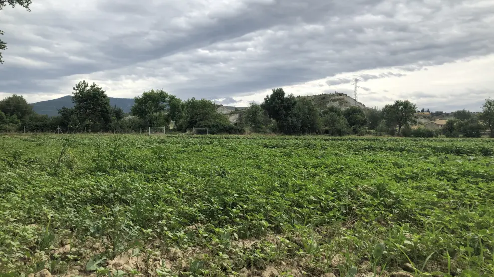 Certificación ecológica en España: cómo obtenerla y qué beneficios aporta a tu marca