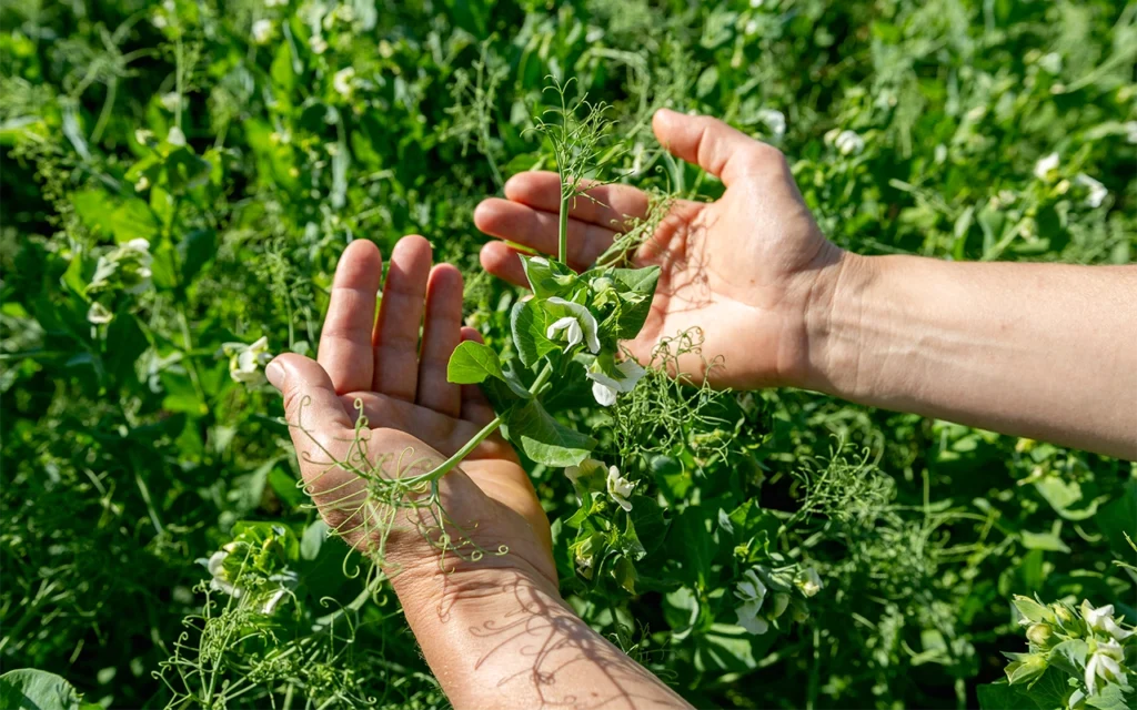 Biocontrol agrícola: alternativas naturales para proteger tus cultivos sin químicos
