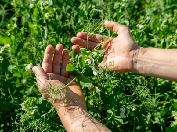 Biocontrol agrícola: cómo proteger tus cultivos con soluciones naturales y sin químicos