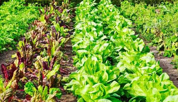 Del campo a tu mesa: cómo garantizar la calidad de los productos ecológicos