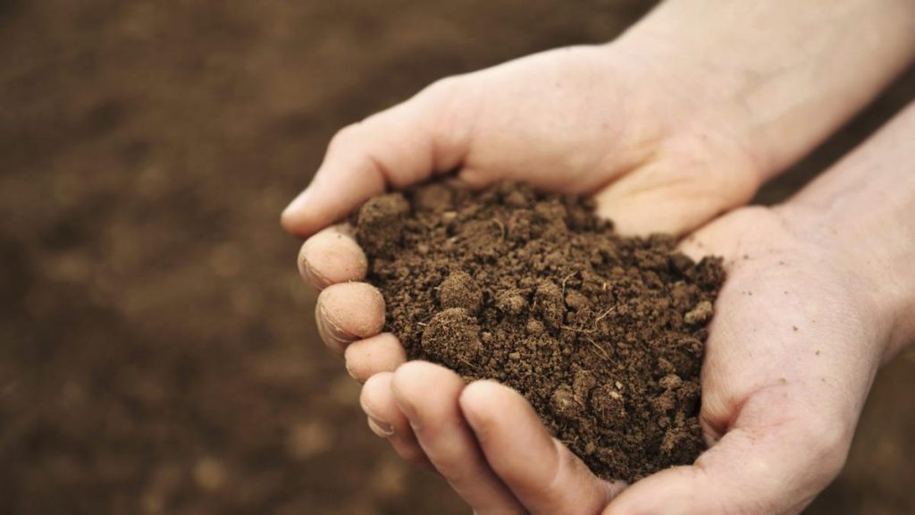 Cómo influye la calidad del suelo en la producción de alimentos ecológicos