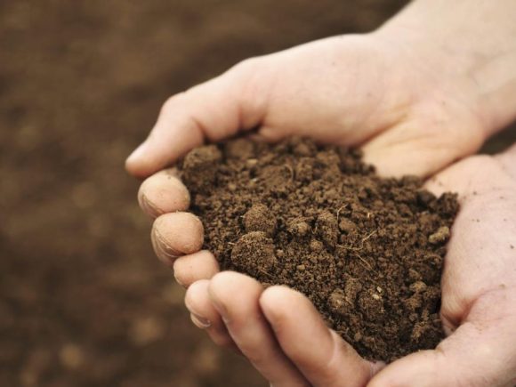 Cómo influye la calidad del suelo en la producción de alimentos ecológicos