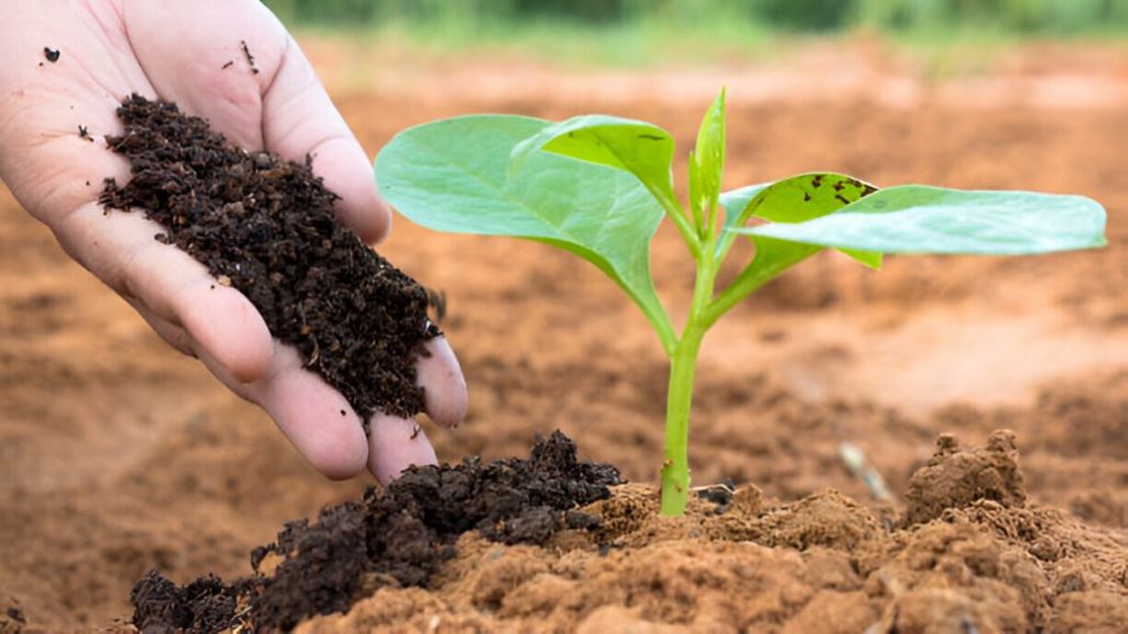 Fertilizantes naturales: alternativas ecológicas para mejorar la producción agrícola