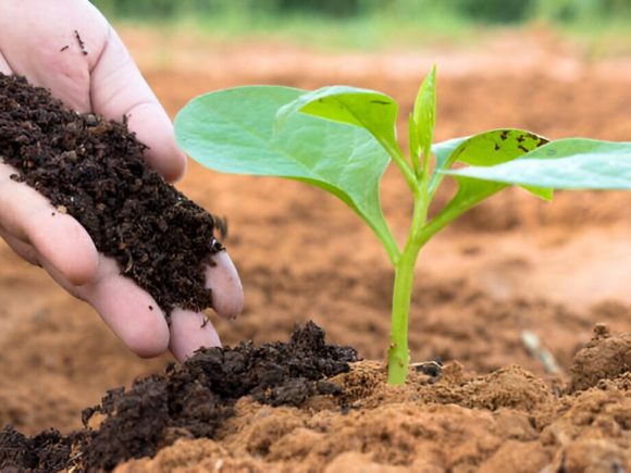 Fertilizantes naturales: alternativas ecológicas para mejorar la producción agrícola