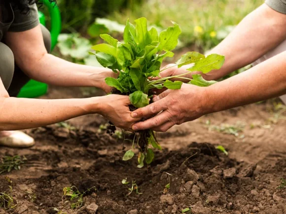El futuro de la agricultura sostenible: tendencias que marcarán los próximos años
