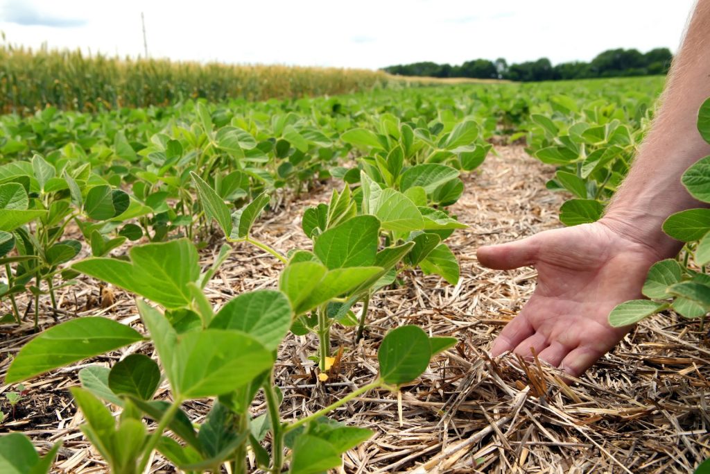 Agricultura regenerativa: qué es y por qué está revolucionando el campo