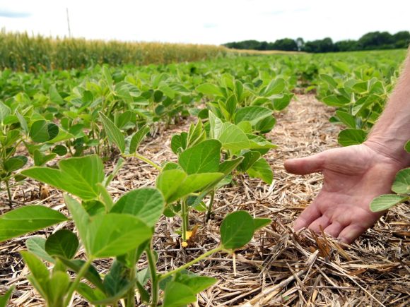 Agricultura regenerativa: qué es y por qué está revolucionando el campo