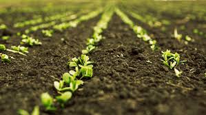 Agricultura de proximidad: beneficios para productores, consumidores y medio ambiente