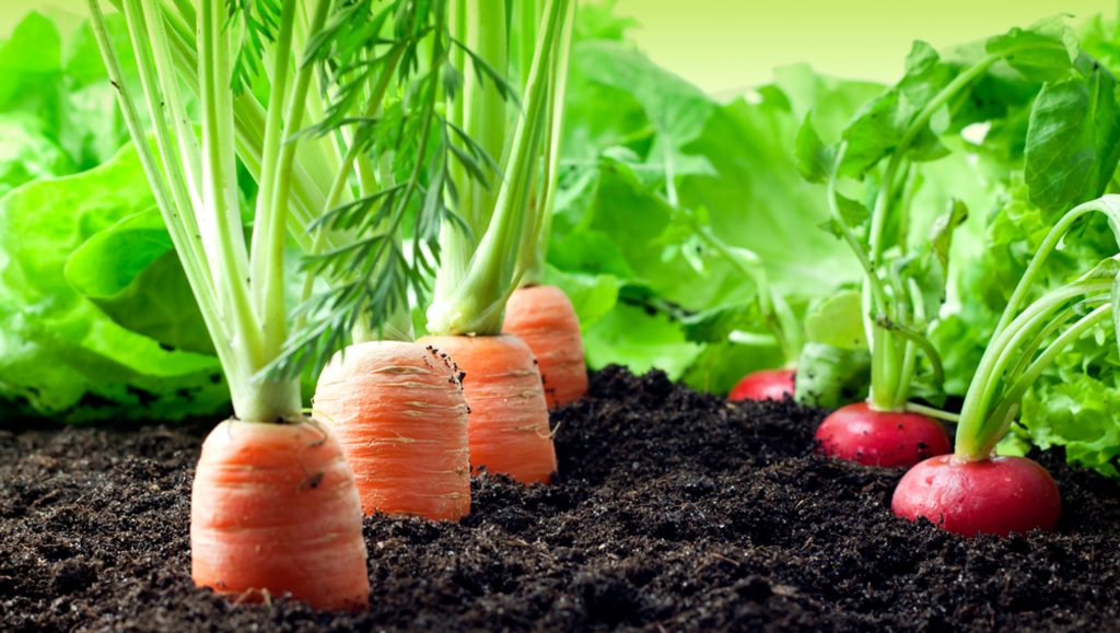 Agricultura ecológica vs agricultura convencional: principales diferencias