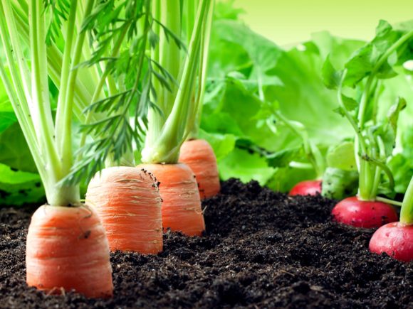 Agricultura ecológica vs agricultura convencional: principales diferencias
